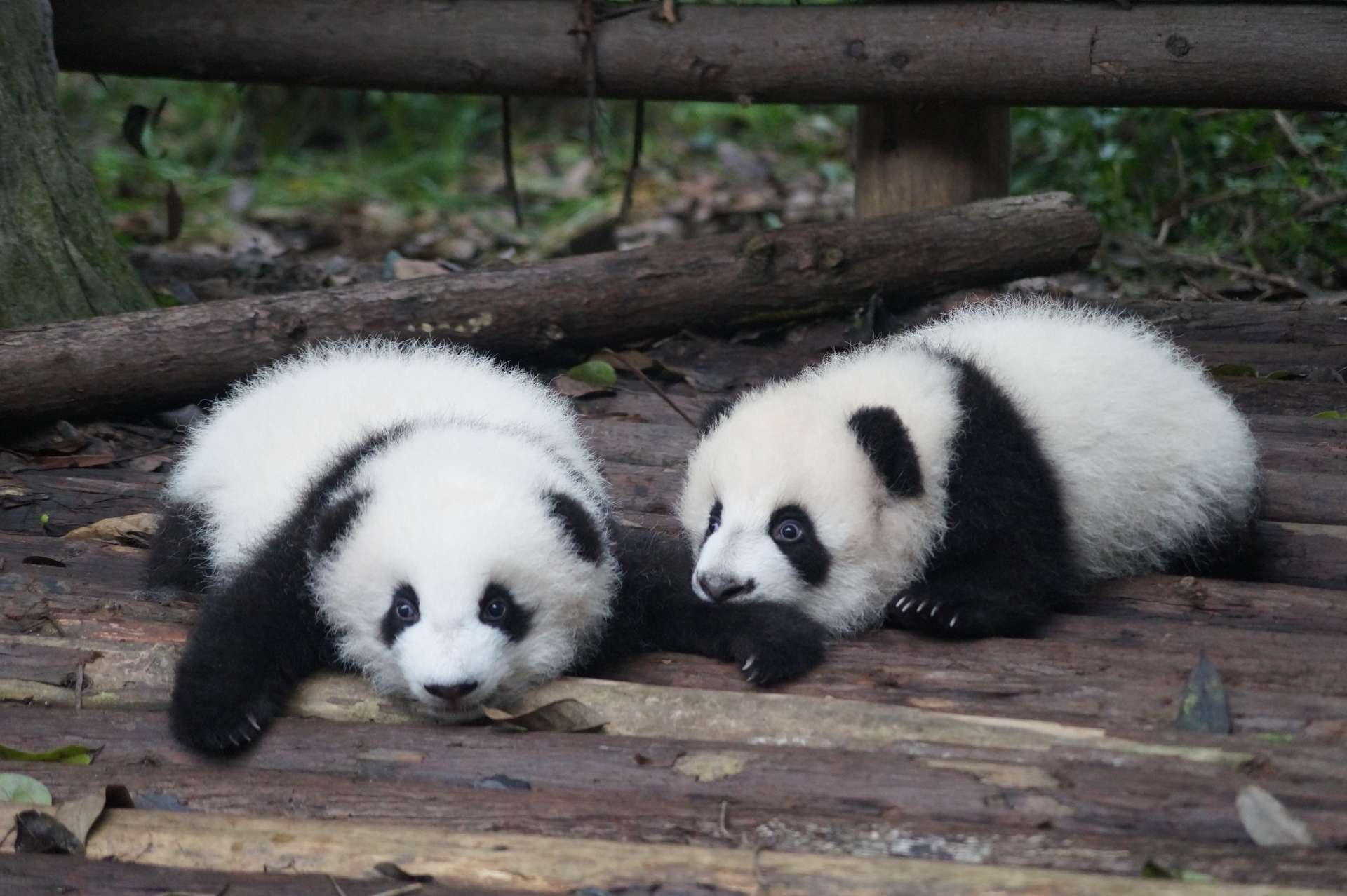 Two baby Pandas